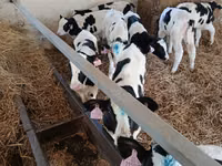 Bulle, Simmental cattle — Foto 1
