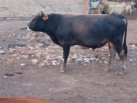 Buqa, Qozog'iston oq boshli sigir — 5-rasm