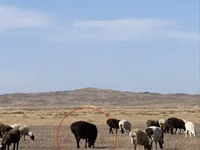 Widder, Edilbay sheep — Foto 3