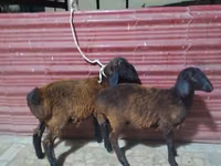 Ovejas (lote, sexo no especificado), Ovejas — foto 6