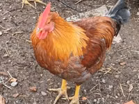 Chickens — फ़ोटो 2