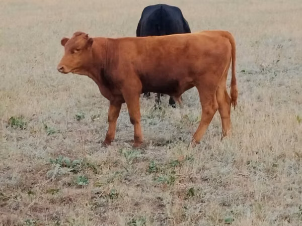 Kuh, Ukrainian grey cattle