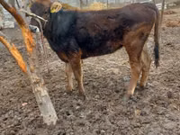 母牛, Cattle — 照片 4