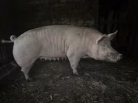 Cerda — foto 1