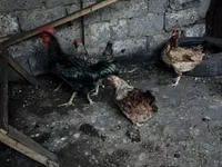 Chickens — الصورة 4
