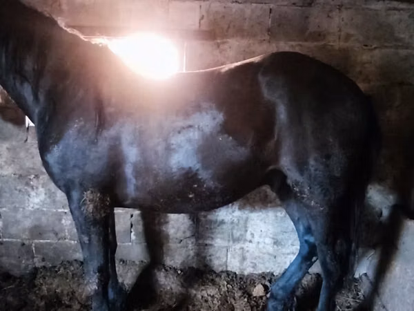 خيول (دفعة، الجنس غير محدد), Horse breed