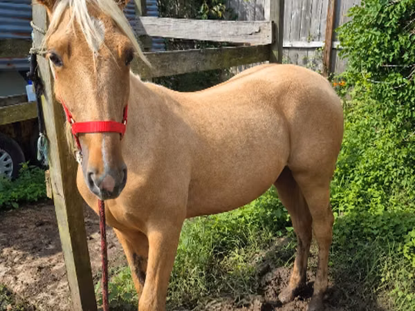 घोड़ी, Palomino