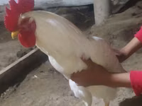 Chickens — الصورة 1