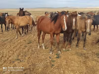 公马, Horses — 照片 2