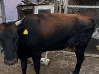 Kuh, Latvian Blue cattle — Foto 1