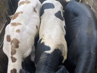 Bulle, Russian Black pied cattle — Foto 1