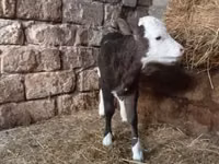 Sigir, Russian Black pied cattle — 4-rasm