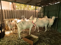 تيس, Saanen goat — الصورة 2