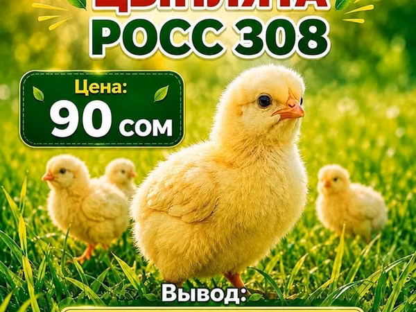 Ross 308