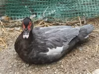 Ducks — foto 4