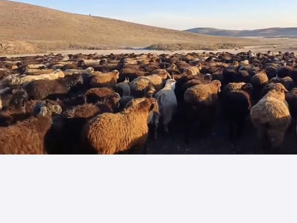 Schaf, Edilbay sheep