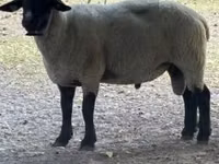 Qoʻchqor, White Suffolk sheep — 1-rasm