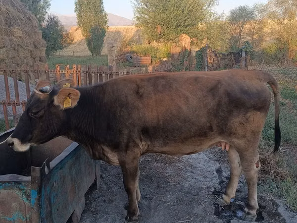 母牛, Cattle — 吉尔吉斯斯坦