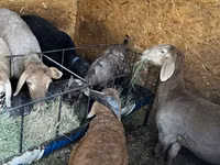 Qoʻy, Arashan sheep — 2-rasm
