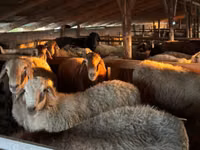 绵羊（批次，未指定性别）, Sheep — 照片 1