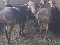Carnero, Arashan sheep — foto 8