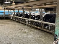 Rinder (Partie, Geschlecht nicht angegeben), Russian Black pied cattle — Foto 2