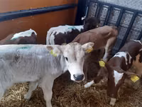 ثور, Simmental cattle — الصورة 3