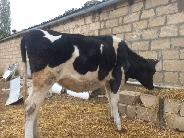 Bulle, Russian Black pied cattle