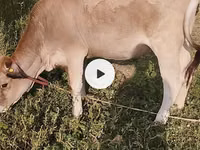 母牛, Cattle — 照片 2