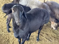 Qoʻchqor, Hissar sheep — 2-rasm