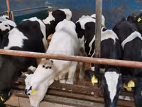 Buqa, Simmental cattle — 5-rasm