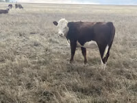 Vaca, Vaca kazaja de cabeza blanca — foto 5