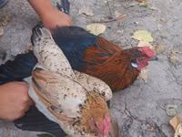 Chickens — الصورة 1