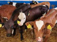 Buqa, Simmental cattle — 3-rasm
