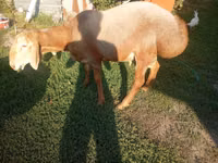 Carnero, Arashan sheep — foto 1