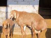 Widder, Arashan sheep — Foto 8