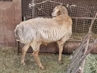 Widder, Arashan sheep — Foto 3