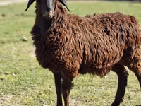 Cabra, Cabras — foto 1