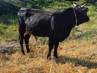 Bulle, Swiss cattle — Foto 4