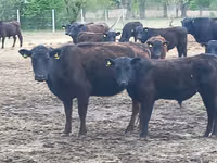 公牛, Aberdeen-Angus — 照片 5