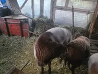 Widder, Arashan sheep — Foto 6