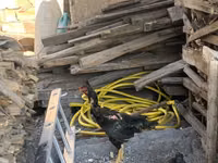 Chickens — Foto 2