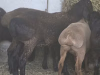 Carnero, Hissar sheep — foto 1