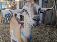 تيس, Nubian Goat — الصورة 2