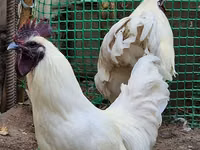 Chickens — Foto 2