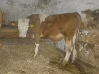 Bulle, Simmental cattle — Foto 2
