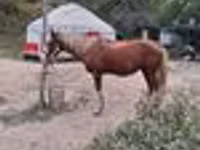 Hengst, Kazakh horse — Foto 6