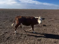 Toro, Ganado vacuno — foto 4