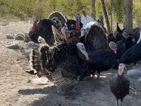 Chickens — 照片 5