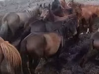 فرس, Kyrgyz Horse — الصورة 4
